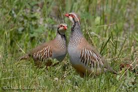 Red Leg/French Partridge